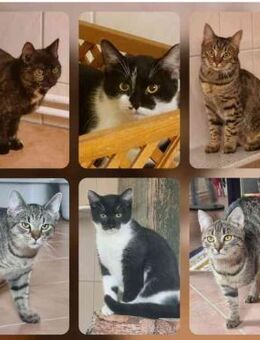 Jungkatzen suchen Zuhause - Heinsdorfergrund