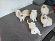Zuckersüße Perserkatzen-Kitten Perserkätzchen liebevoll aufgezogen abgabebereit - Stuttgart