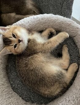 BKH Kitten - Berlin Tempelhof-Schöneberg