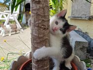 1 Kitten Kater sucht Ende Juni ein neues zu Hause - Dresden