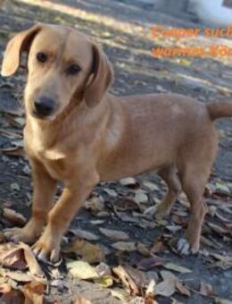 Cooper ist ein Schatz - Olsberg