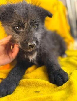 Waiko sucht ein warmes Körbchen - Berlin