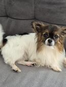 Chihuahua Rüde 4 Jahre alt in 81249