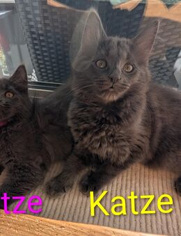 Maine Coon - Norwegische Waldkatze Kitten - Darmstadt Eberstadt