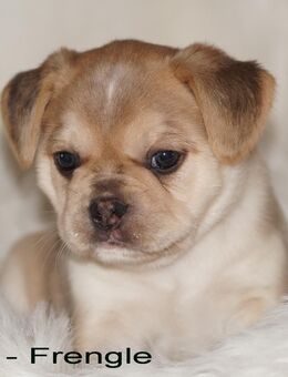 Ein toller Französische Bulldoggen Welpen Rüden - Frengle -aus deutscher zucht - Grünberg