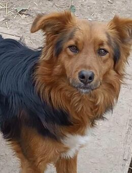 Junghund Jado sucht liebe Menschen - Neuhausen (Fildern)