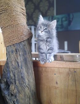 Norwegische Waldkatzen Kitten - Lehmkuhlen