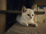 BKH Bluepoint Kitten abzugeben - Sonnenstein