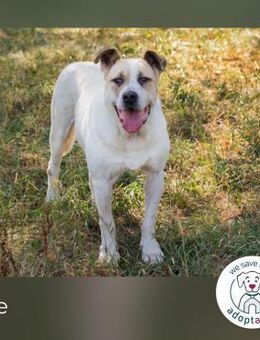 Ace: Sanfter Riese sucht ein Zuhause - Kirchzell