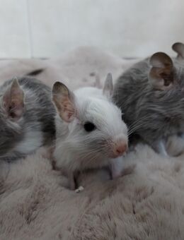Wunderschöne Degu Kids(m/w) in vielen Farben suchen demnächst ihr First Class Hotel - Hille