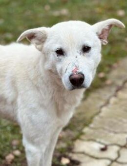 FELIX - sanfter, lieber Rüde - Kallmünz