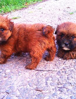 Havaneser Malteser Welpen ab 06.12.2025 abgabebereit - Lamspringe