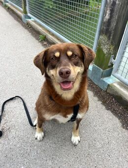 Brownie - Tolle Hündin auf PS in München - Berlin