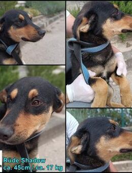 Shadow Mischling Rüde Junghund sucht - Margetshöchheim