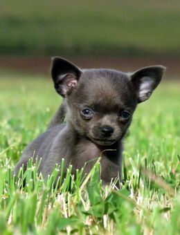Hera typvolle Chihuahua KH Hündin Welpe Blue-white - Birstein