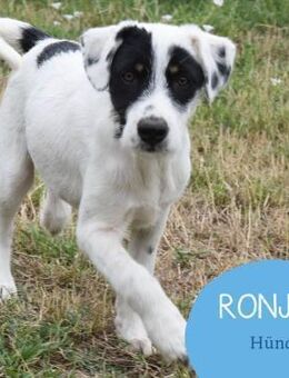 Aufgeschlossene Ronja sucht ihr Zuhause - Tarmstedt