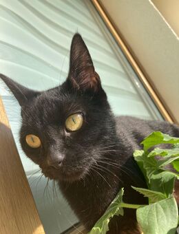 Schweren Herzens Katzen abzugeben - Eberswalde