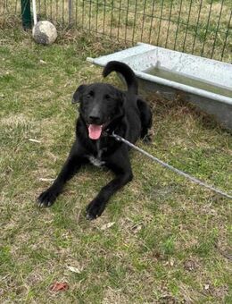 Rico sehnt sich nach einem Körbchen - Nordwalde