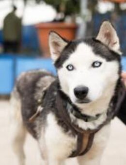 Freundliches Husky-Powerpaket Maxime - München