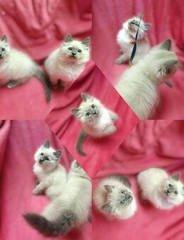 2 Heilige Birma Kater 10 Wochen jung geimpft und entwurmt - Wittenberg (Lutherstadt)
