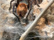 Vogelspinne Chromatopelma cyaneopubescens (GBB) Weiblich Adult - Langenfeld (Rheinland)