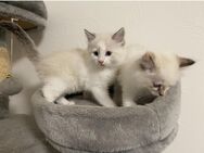 3 Ragdoll Kitten suchen ab sofort ein tolles zu Hause - Merzenich