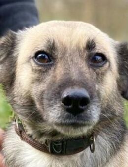 SCHEDYA ist traurig - Gefrees