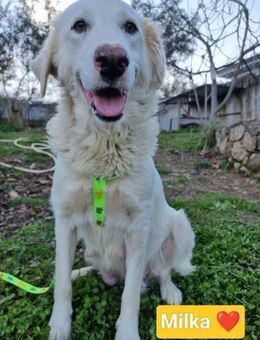 Milka - süß wie Schokolade 🤗 - Marienfließ