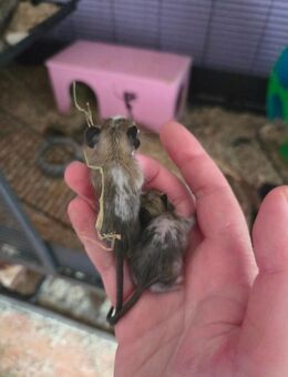 Degu Jungtiere - Süßen Zentrum