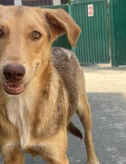 🌟Hilfe für liebevolle Winja🌟 - Eislingen (Fils)