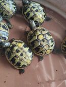 " Spike und Avanti " 2025 griechische Landschildkröte mit Cites Papieren in 92637