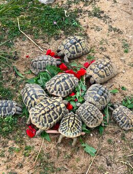 Griechische Landschildkröten - Nachzuchten - Noch verfügbar - Asbach-Bäumenheim