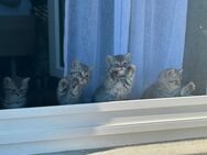 Britisch kurzhaar Katzen Babys - Erlenbach
