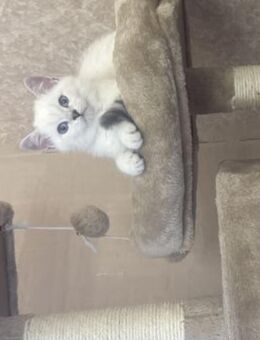Bkh kitten zu verkaufen - Gelsenkirchen