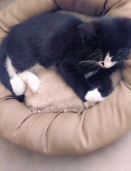 EKH Kater - Dortmund Zentrum