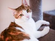 Lilly aus dem Tierschutz - Grevenbroich