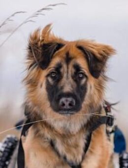 Besonderer Enger sucht sein Zuhause - Duisburg