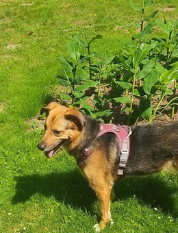 Luna sucht neue Familie - Minden (Nordrhein-Westfalen)