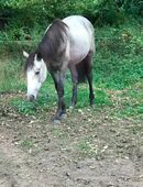 Tolle Fohlen und Jungpferde in 46499