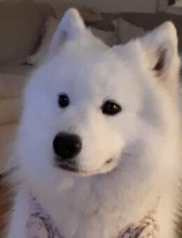 Samojedenhündin Ida - Kierspe