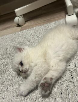 Reinrassige BKH-Kätzchen abzugeben - Kiel