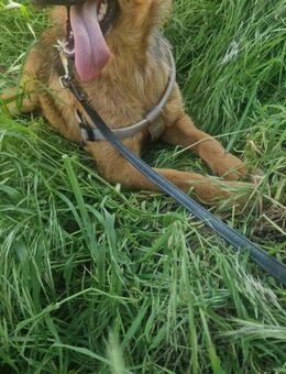 Kleopatra; unternehmungslustige Königin - Geilenkirchen