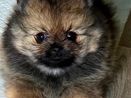 Pomchi Welpe Pomeranian mix