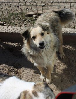 Sasha mit dem süßen Lächeln - Celle