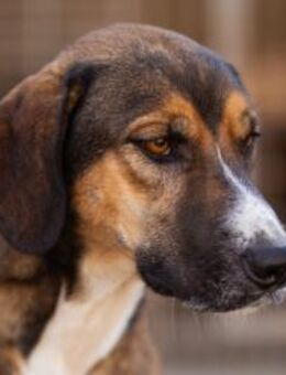 Dave möchte endlich sein Zuhause finden - Hamburg