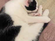 Süßes Katerchen , 12 Wochen alt (geb. 10.03.2025), sucht liebevolles Zuhause – Abgabe ab sofort - Buxtehude Zentrum