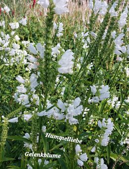 Samen Gelenkblume weiß, Staude, viele weitere Sorten, Kräuter Gemüse - Norderstedt