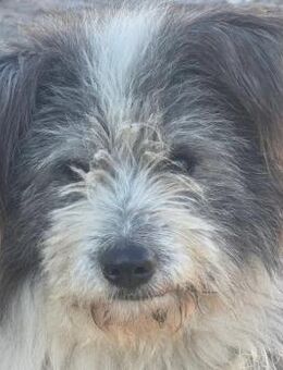 Petzi - kleiner Überlebenskünstler - Hamburg