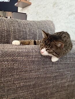 Kater Keks - Halle (Saale)