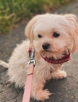 Zwei kleine Hündinnen suchen ein liebevolles Zuhause – Malteser-Yorkie-Mix, 7 Jahre - Königswinter